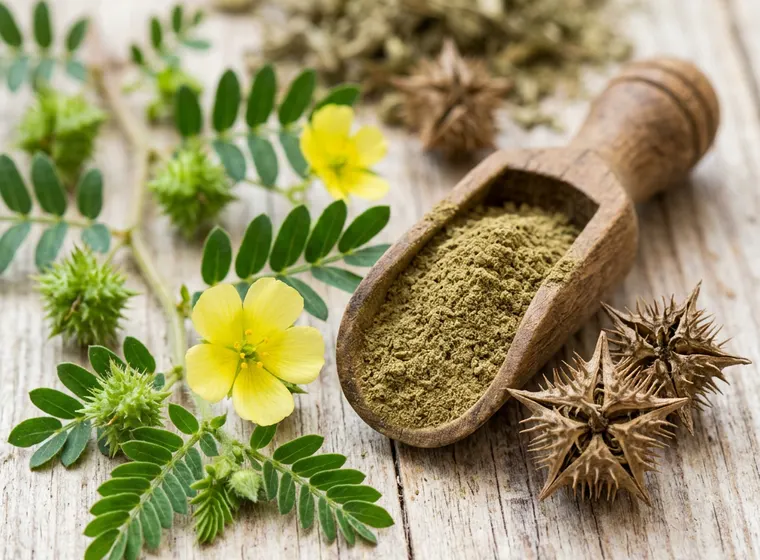 Extracto de Tribulus — ingrediente de Palo de Caballo